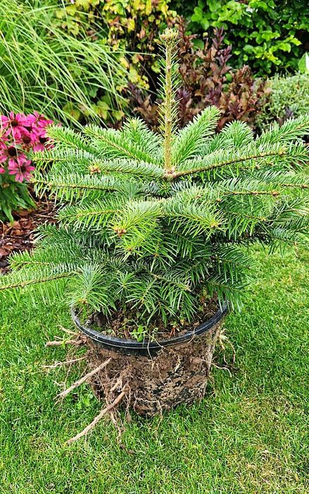 Jodła Kaukaska (Abies Nordmanniana) w donicy ukorzeniona 30cm