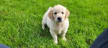 Golden Retriver szczeniak ZKwP (FCI)