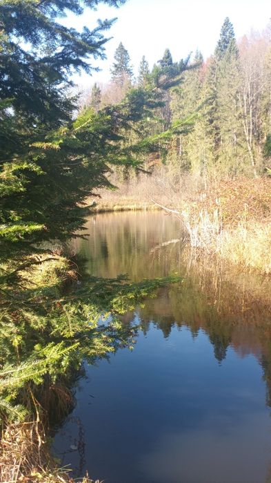 Продам будинок,в карпатах з озером,лісом навколо природа)