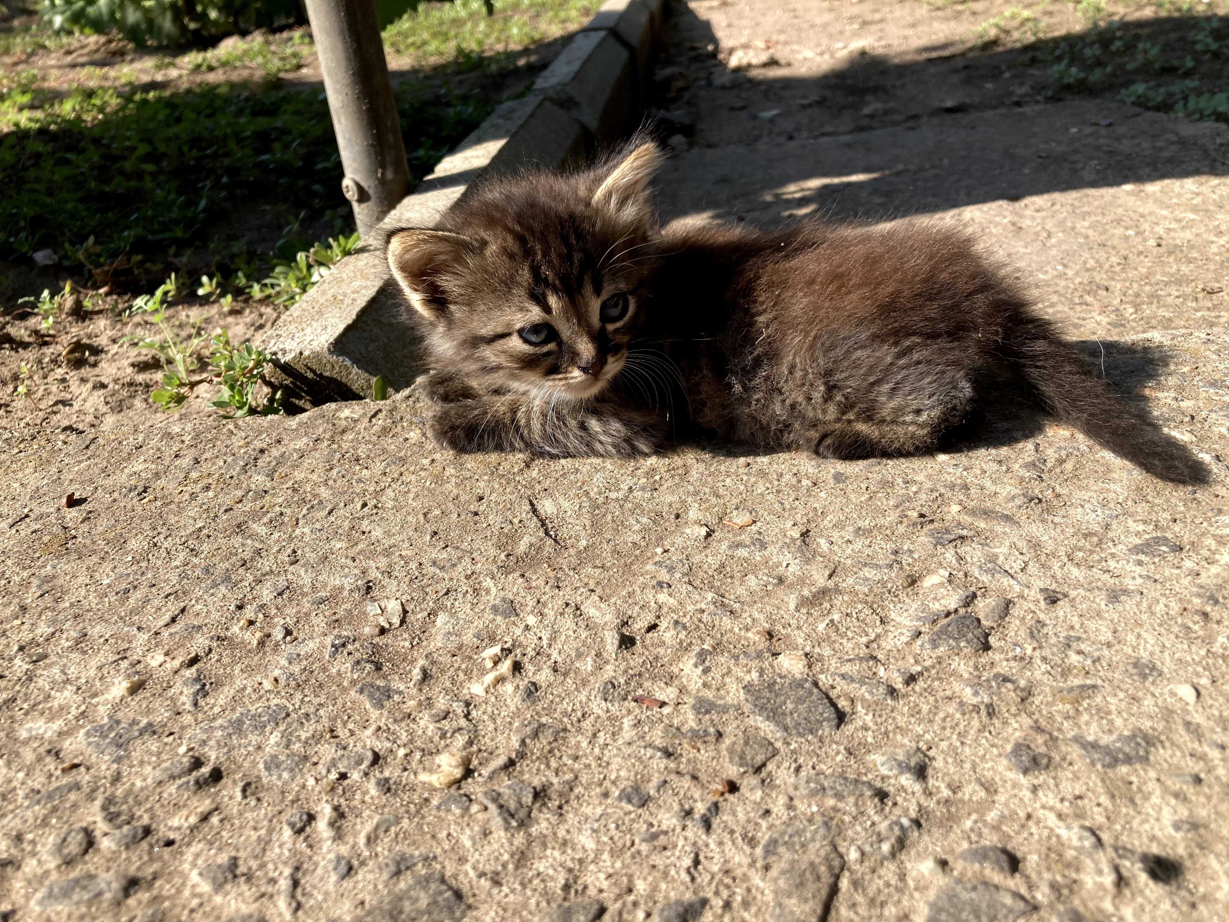 Кошенята - 2 місяці