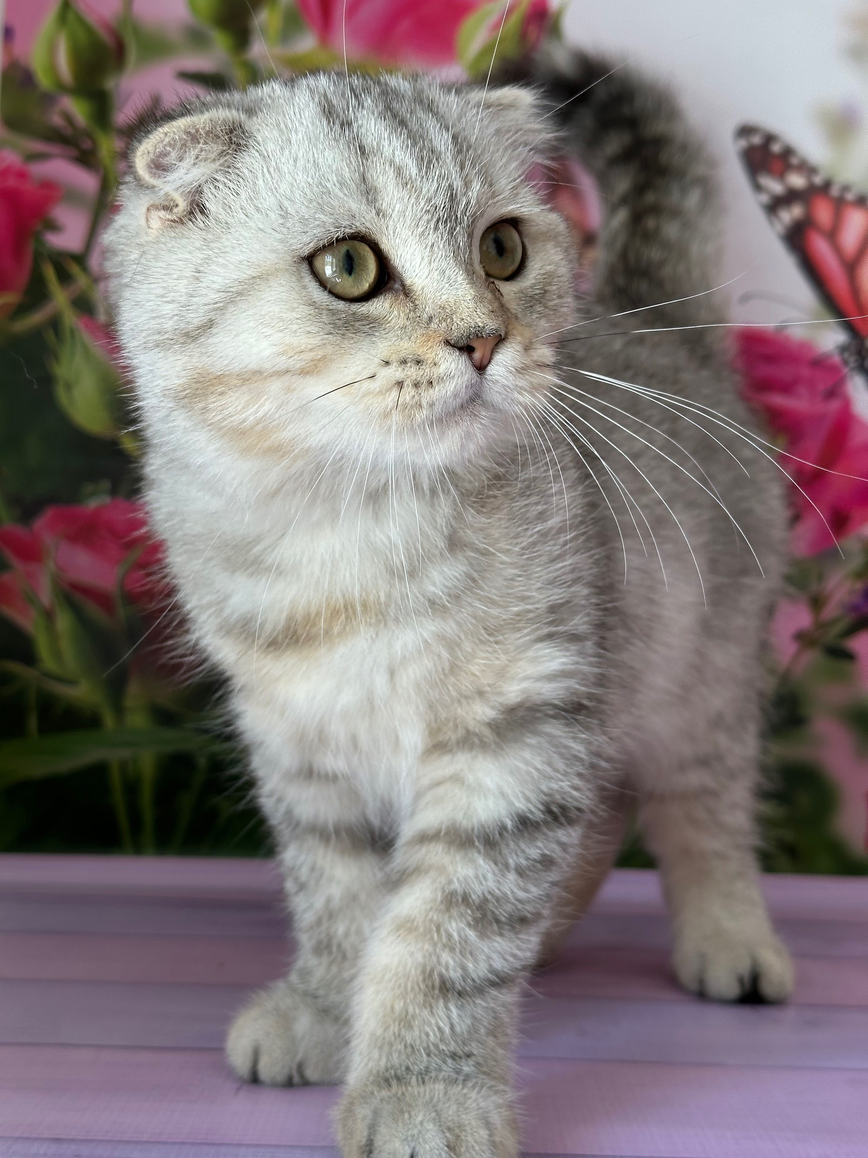 Scottish Fold macho