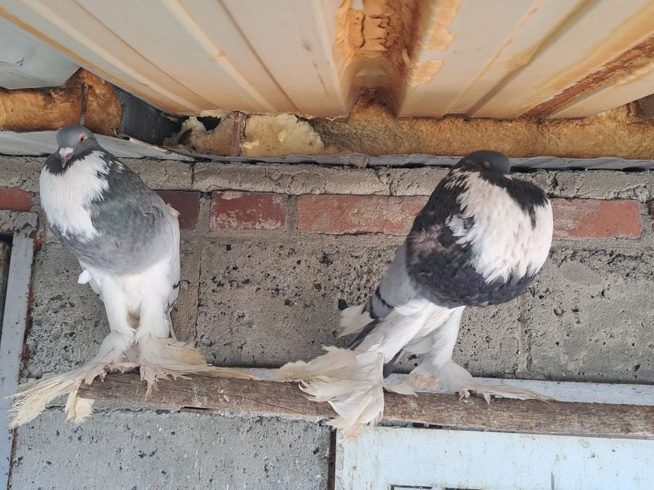 Garlacze pomorskie para garlacz pomorski