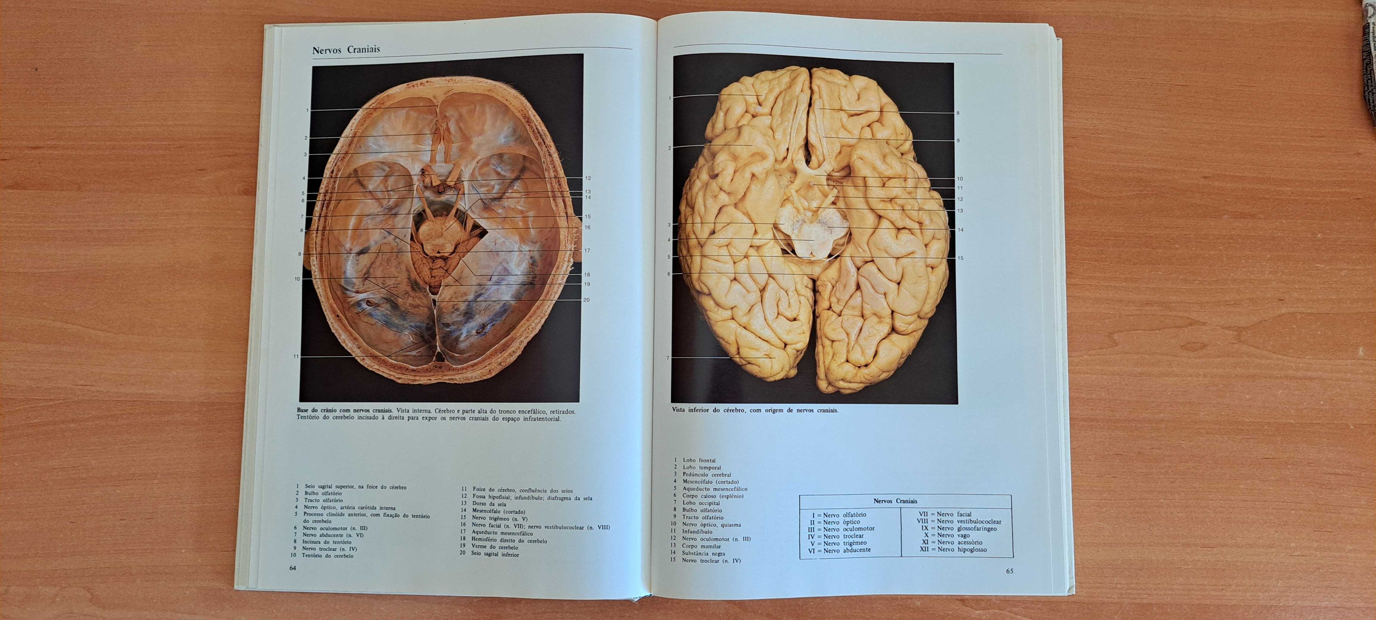 Anatomia Humana (Rohen, Yokochi)