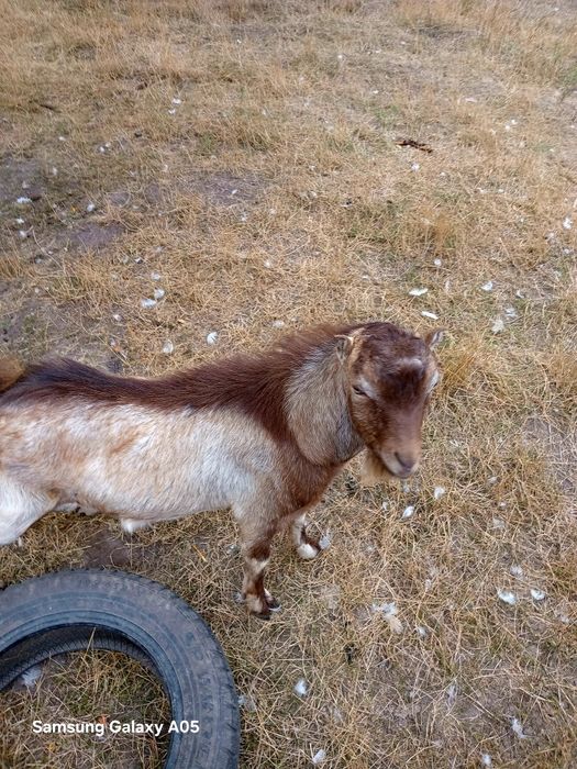 Продам Козлика  Ламанча