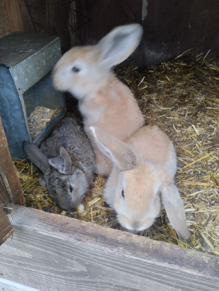 Młode króliki barany francuskie 2 miesięczne samce