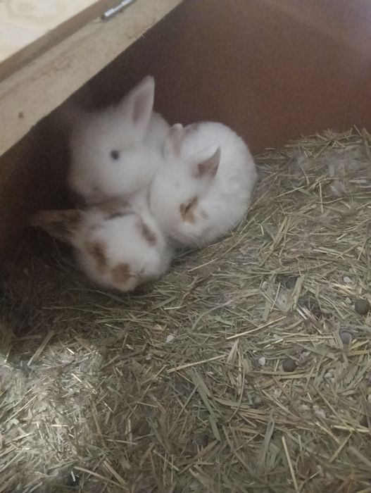 Coelhos anões Lion head