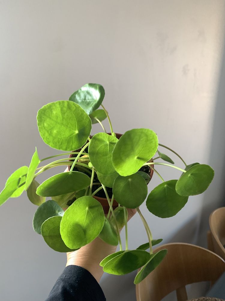 kwiat peperomia/pilea