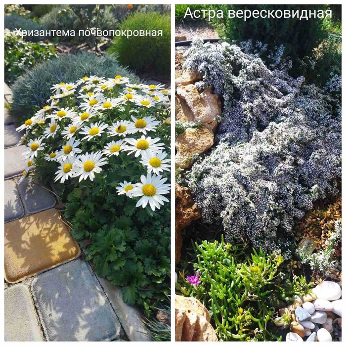 Астра почвопокровная , хризантема почвопокровная