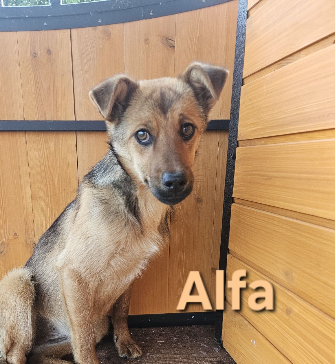 Kto pokocha? Uratowane pieski szukają domków. Pies, suczka, adoptuj