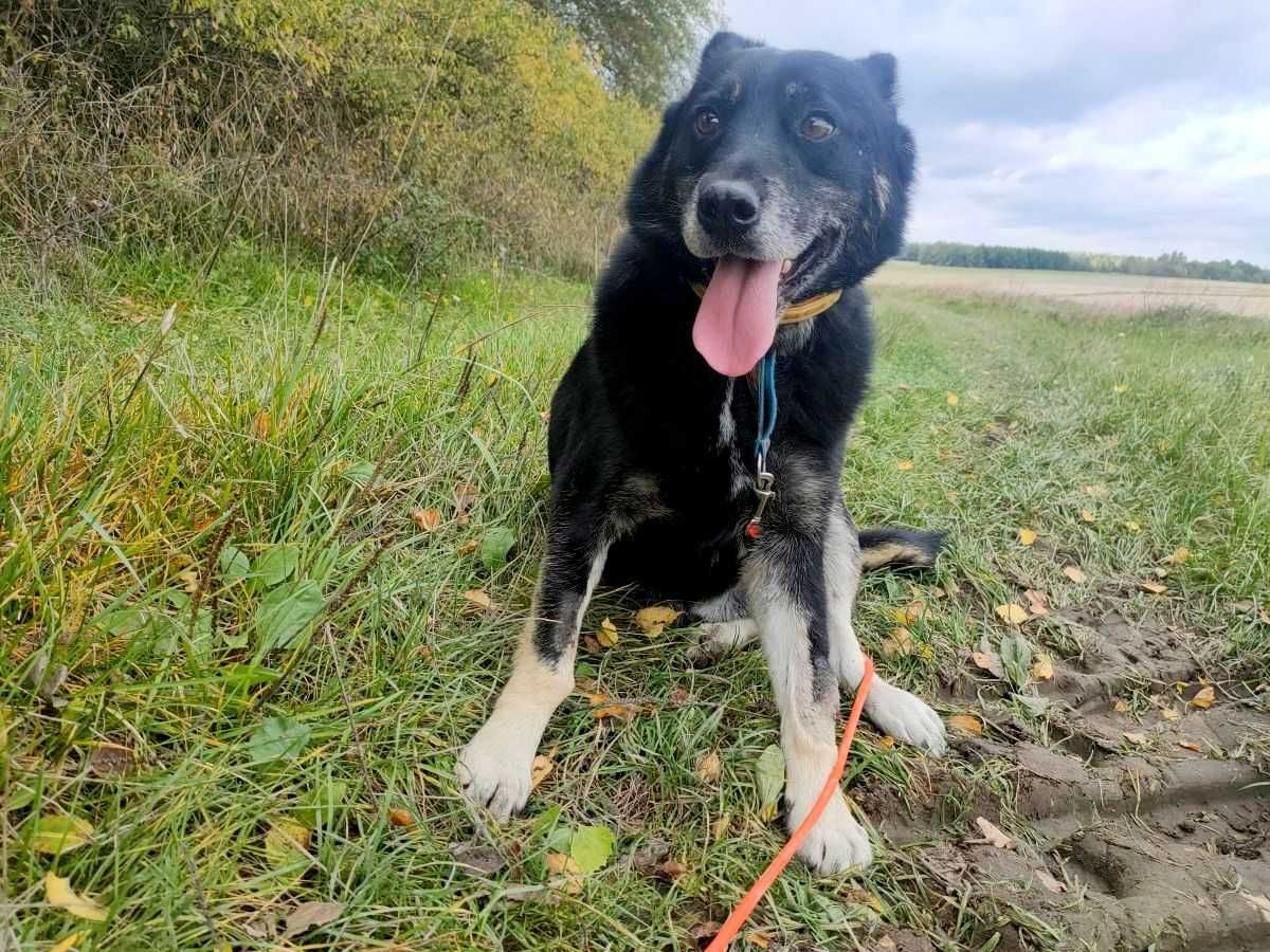 Stefan - kapitalny pies po złamaniu łap w typie husky do adopcji