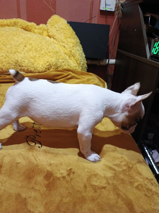 Чистопородні щенки французького бульдога