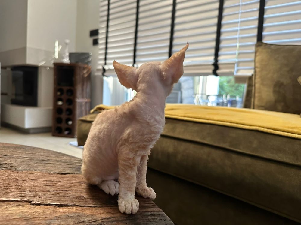 Devon Rex - ruda dziewczynka  - zarezerwowana