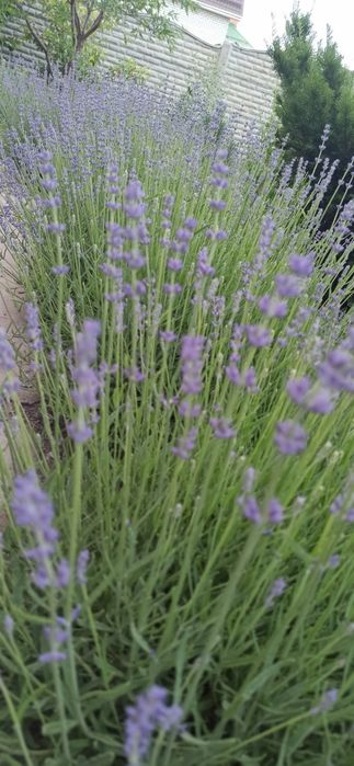 Лаванда_кусты лаванды_юкка