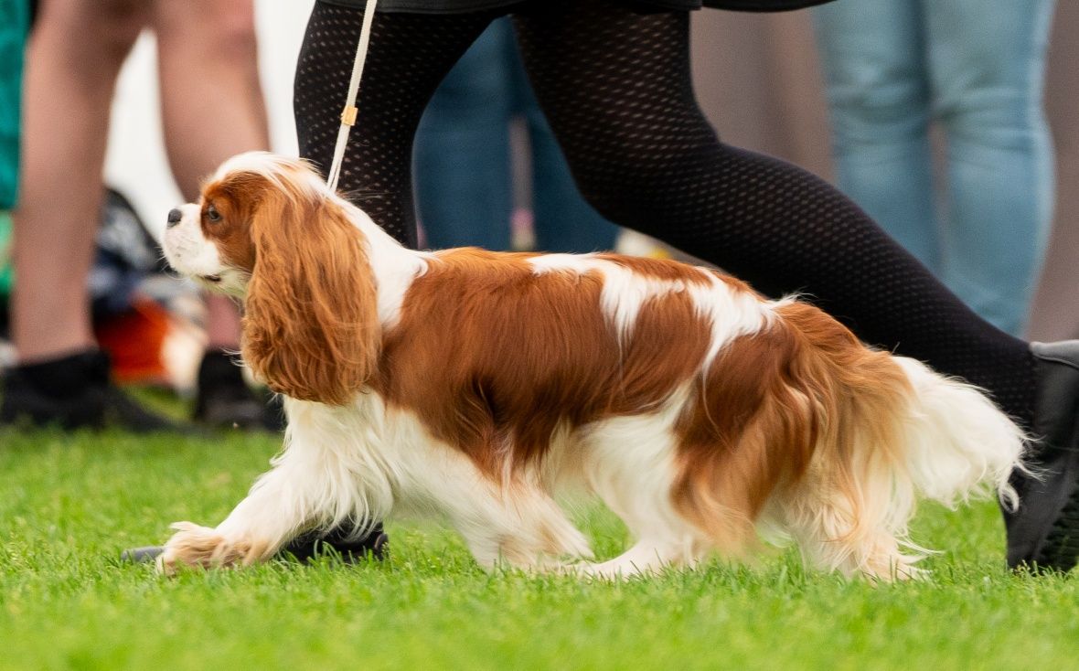 Cavalier King Charles Spaniel ZKwP FCI