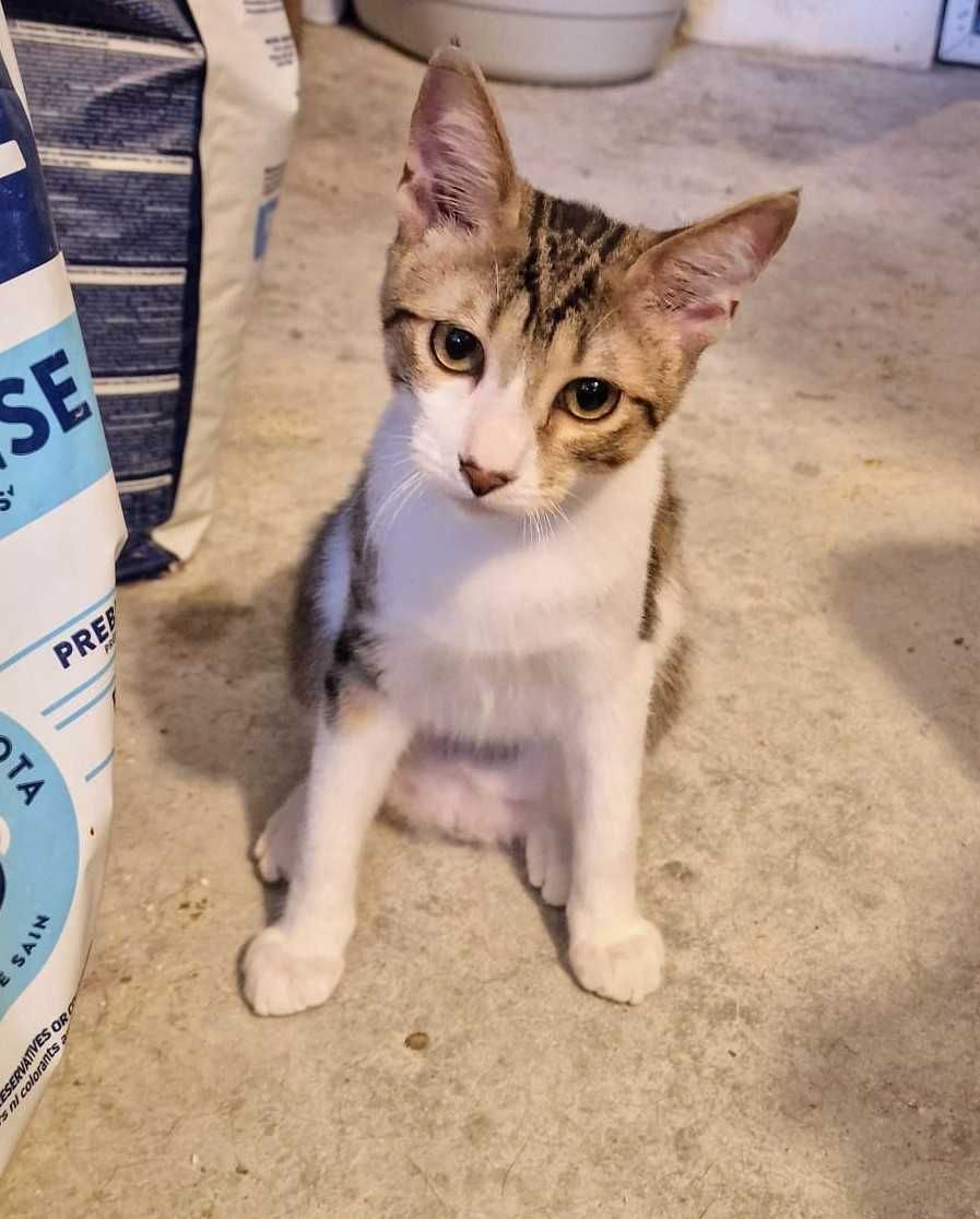 Gatinho 5 meses  para adoção consciente