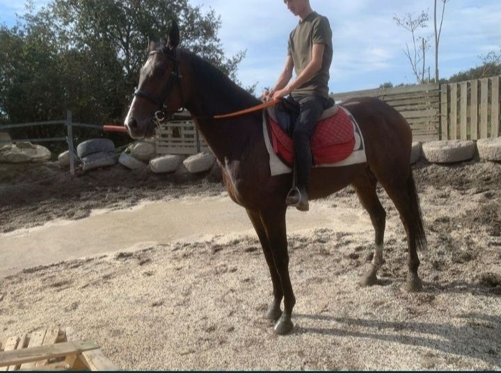 Vendo Cavalo Castrado