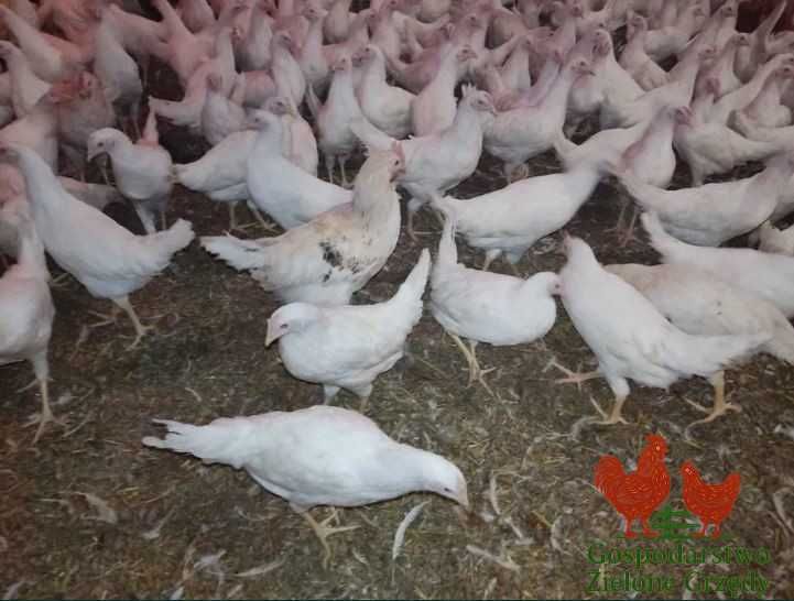 Kury nioski młode Rosa Leghorn Dominant DOSTAWA gratis