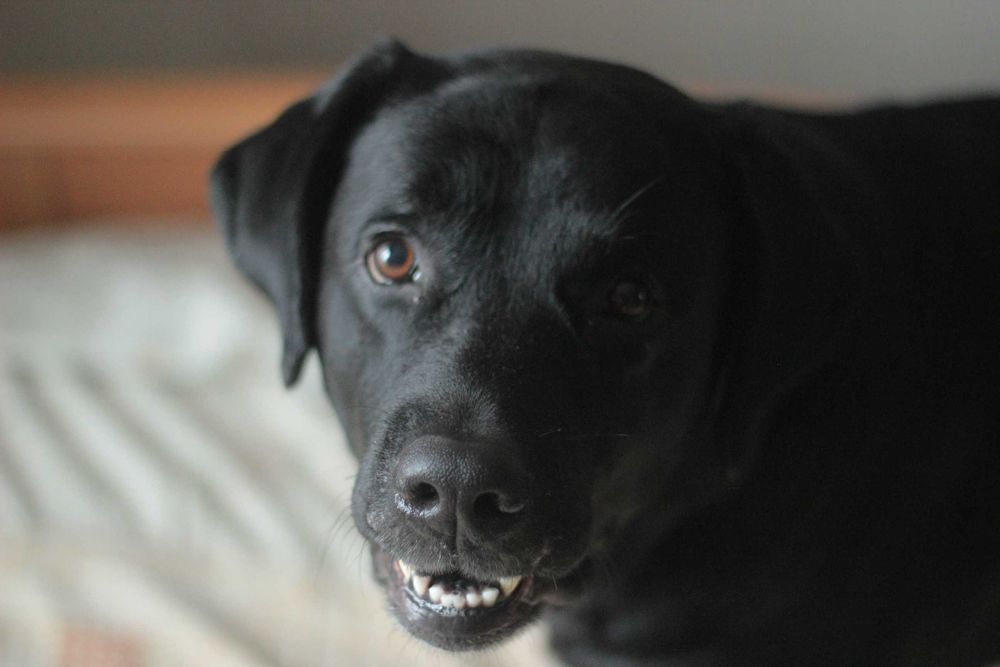 лабрадор чорний кобель