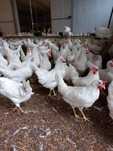 Kury Nioski Leghorn 24 tygodnie! Wysyłka od 10 sztuk.