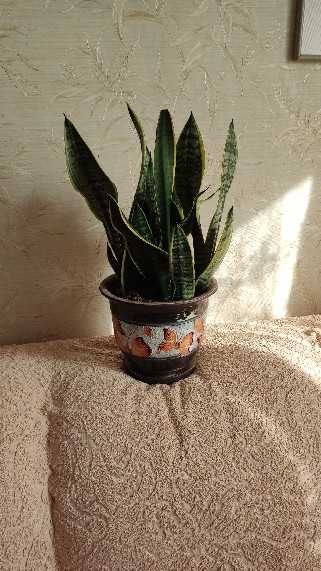 Сансевиерия трехполосная (Sansevieria trifasciata)-росточки