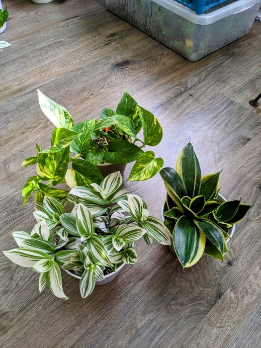 Традесканция Альбифлора Традесканція Альбіфлора Tradescantia albiflora