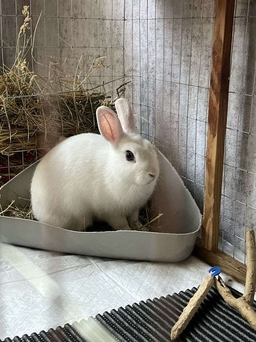 Кролик голанський мініат разом з кліткою та всим комплектуючим