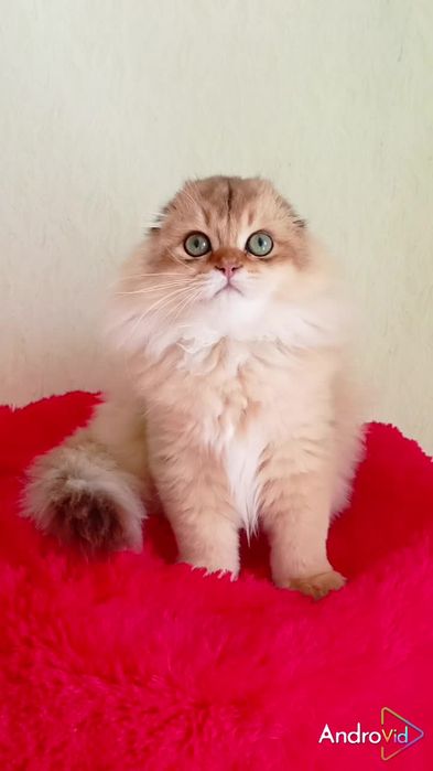 Нереально красивый котик золотая шиншилла Хайленд вислоухий