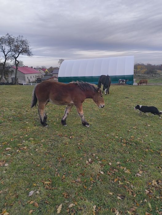 Koń ogierek zimnokrwisty
