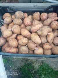 Домашня насіньова картопля , картошка на посадку