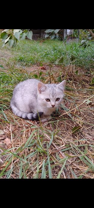 Висловухі кошенята  шукають дім