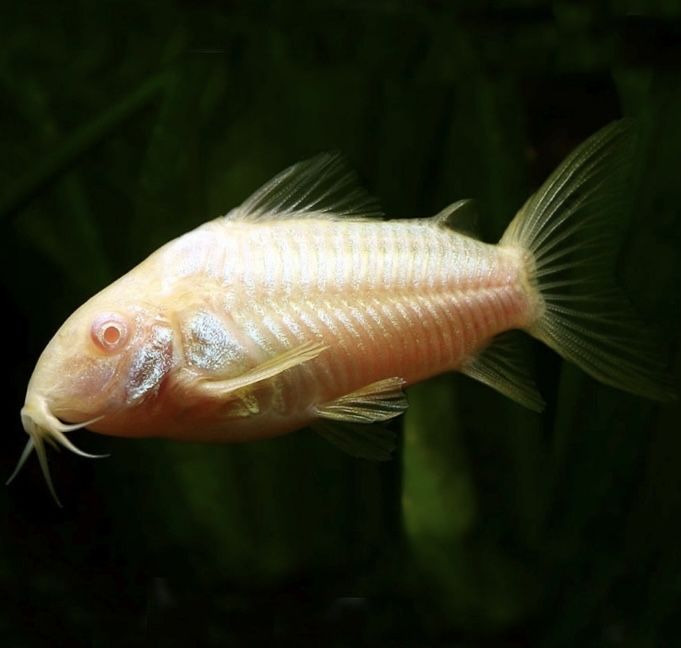 Corydoras Albinas