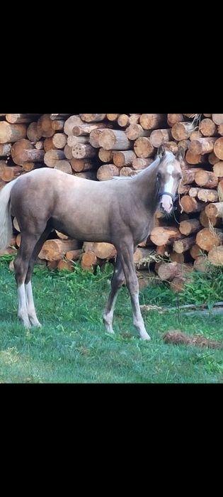 Ogierek ciemny izabel Tanio