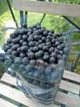 Aronia z własnego ogrodu bez oprysków ekologiczna z dowozem gratis