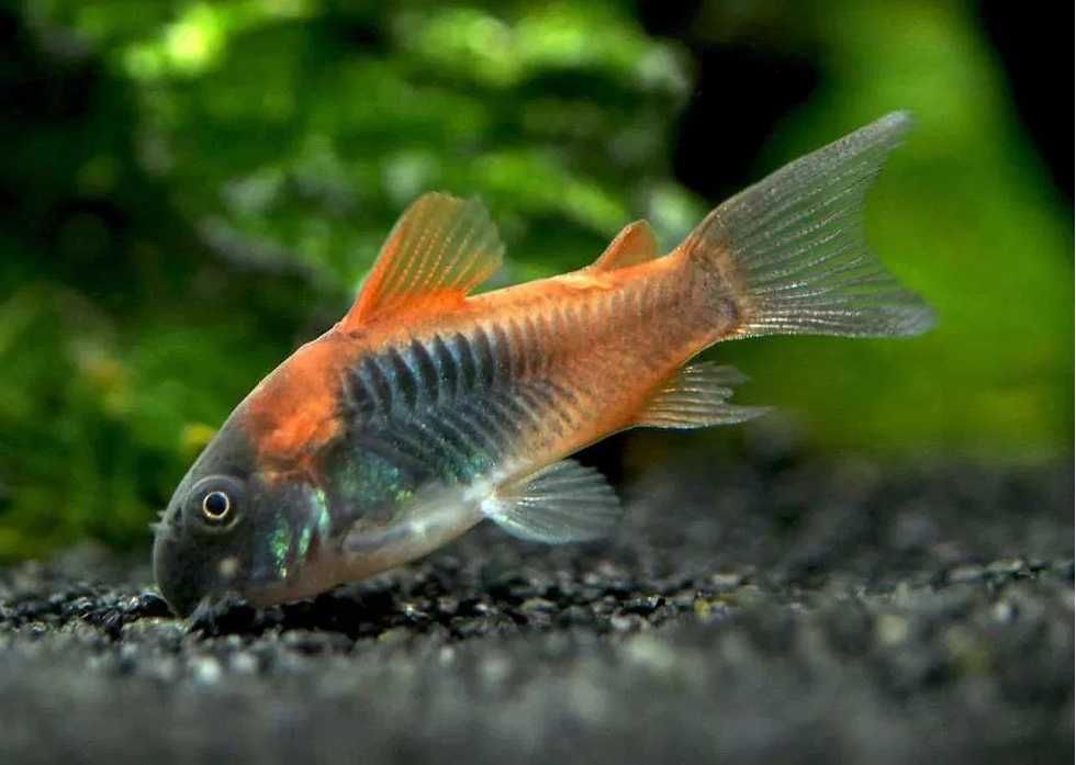 Kirysek Wenezuela Orange - Osteogaster Wenezuelanus