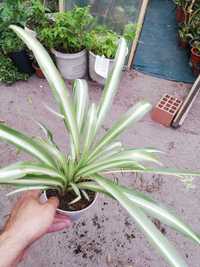 Planta-aranha (chlorophytum capense)
