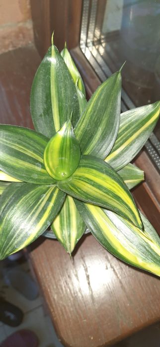 Сансевієрія стар роуз, хани Green mould variegated .