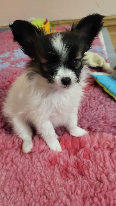 Spaniel Kontynentalny Miniaturowy Papillon ZKwP/ FCI