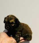 Bebe disponivel mini