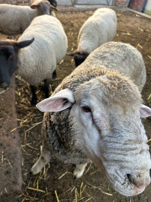 Animais de quinta