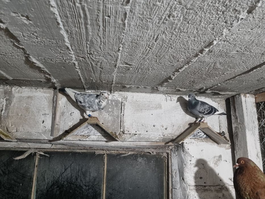 Gołębie pocztowe 4 pary. Wysyłam kurierem!