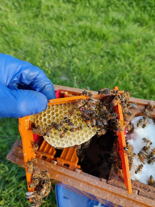 Matki pszczele buckfast i Carnica unasiennione naturalnie celle pesche