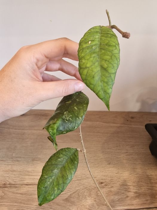 Hoya Previously Vitellinoides cieta 3 liscie kwitnąca