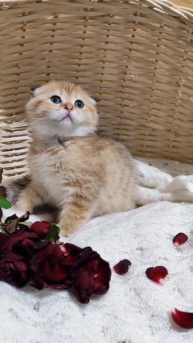 Очаровательные котятя прямоухие вислоухие золотая шиншилла мальчик