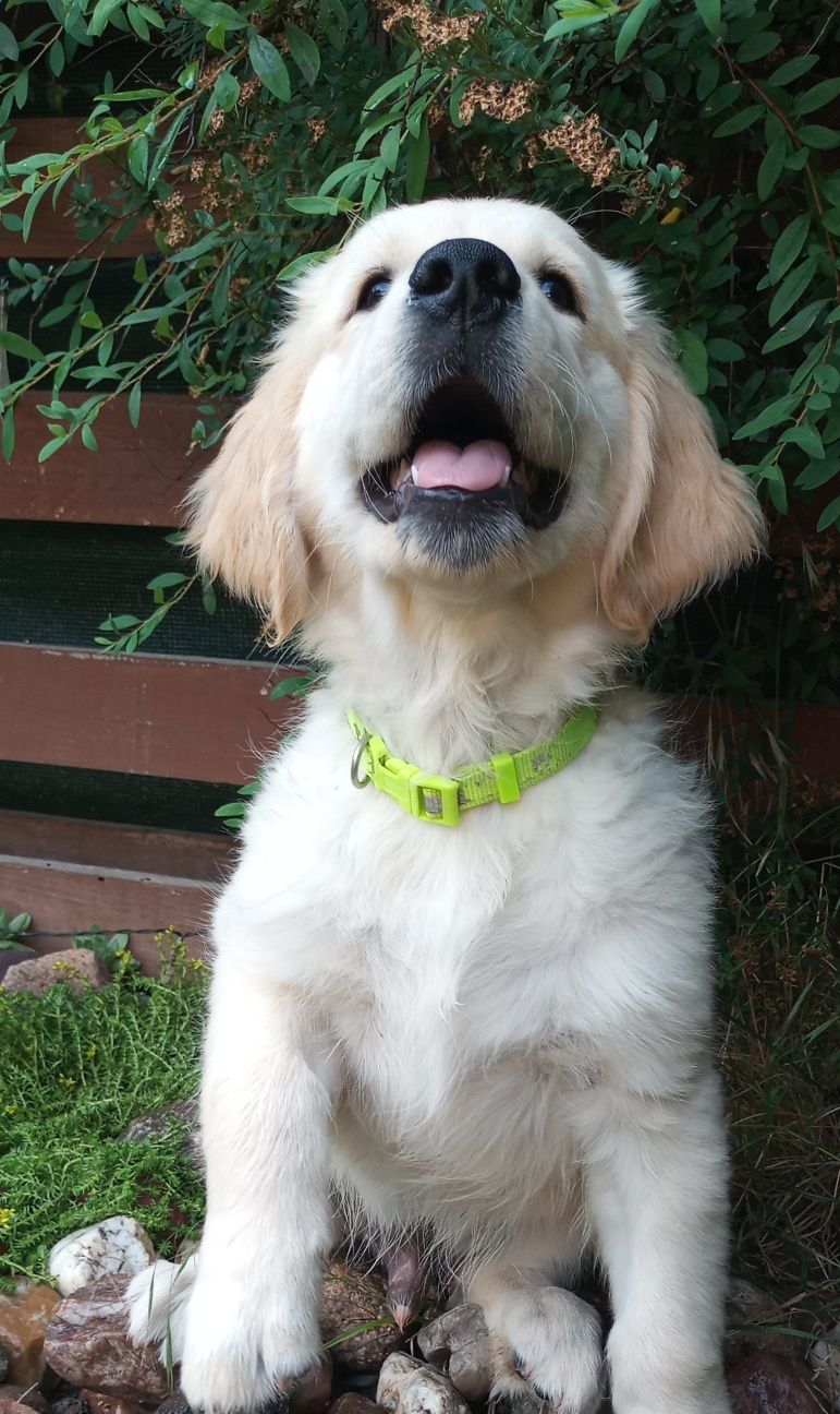 Golden Retrieve ZKwP