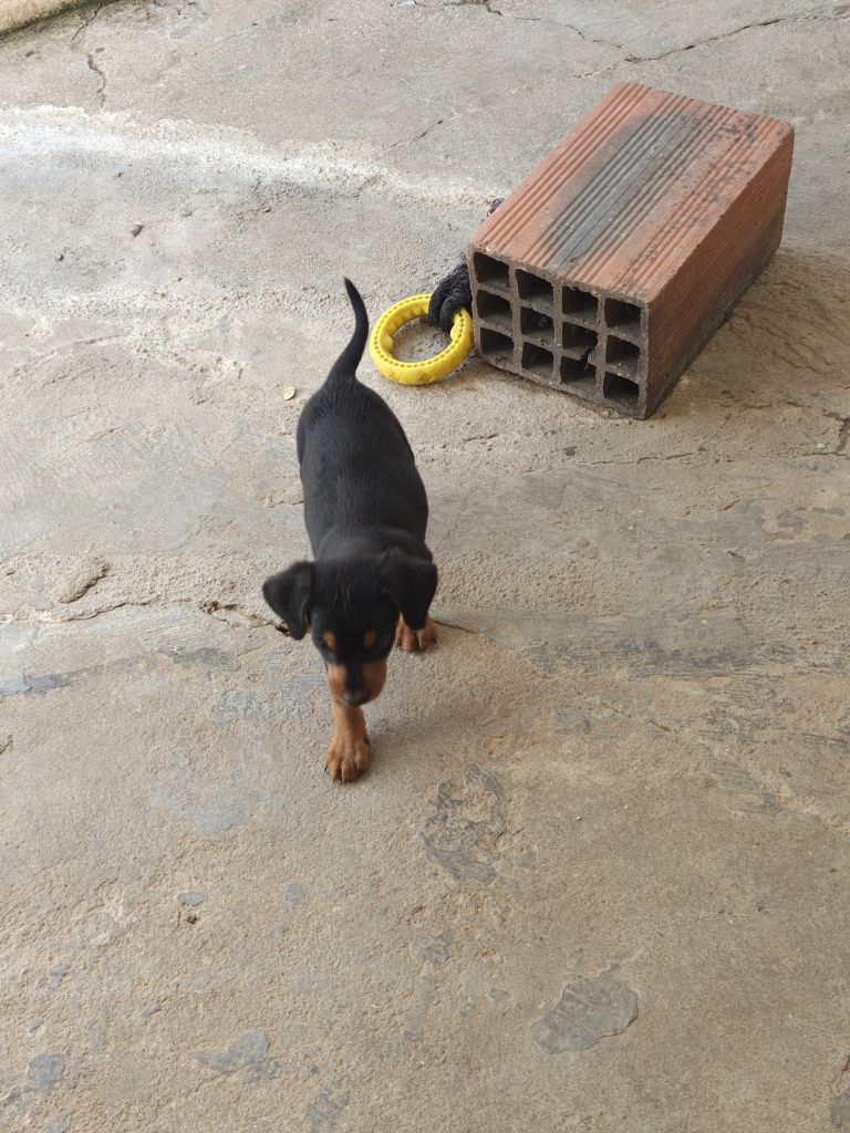 Pinscher  cavalinho macho puro