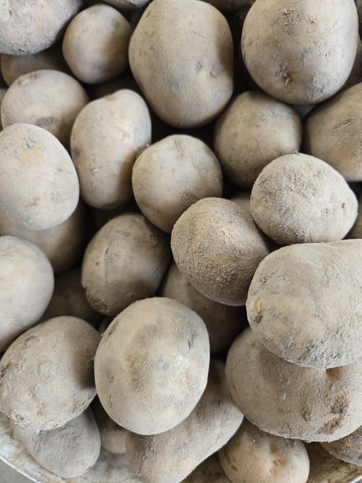 Ziemniak wielkosci sadzonki