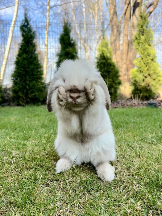 Maluszki z WYPRAWKĄ Śliczne Króliczki Karzełki Baranki Mini Lop