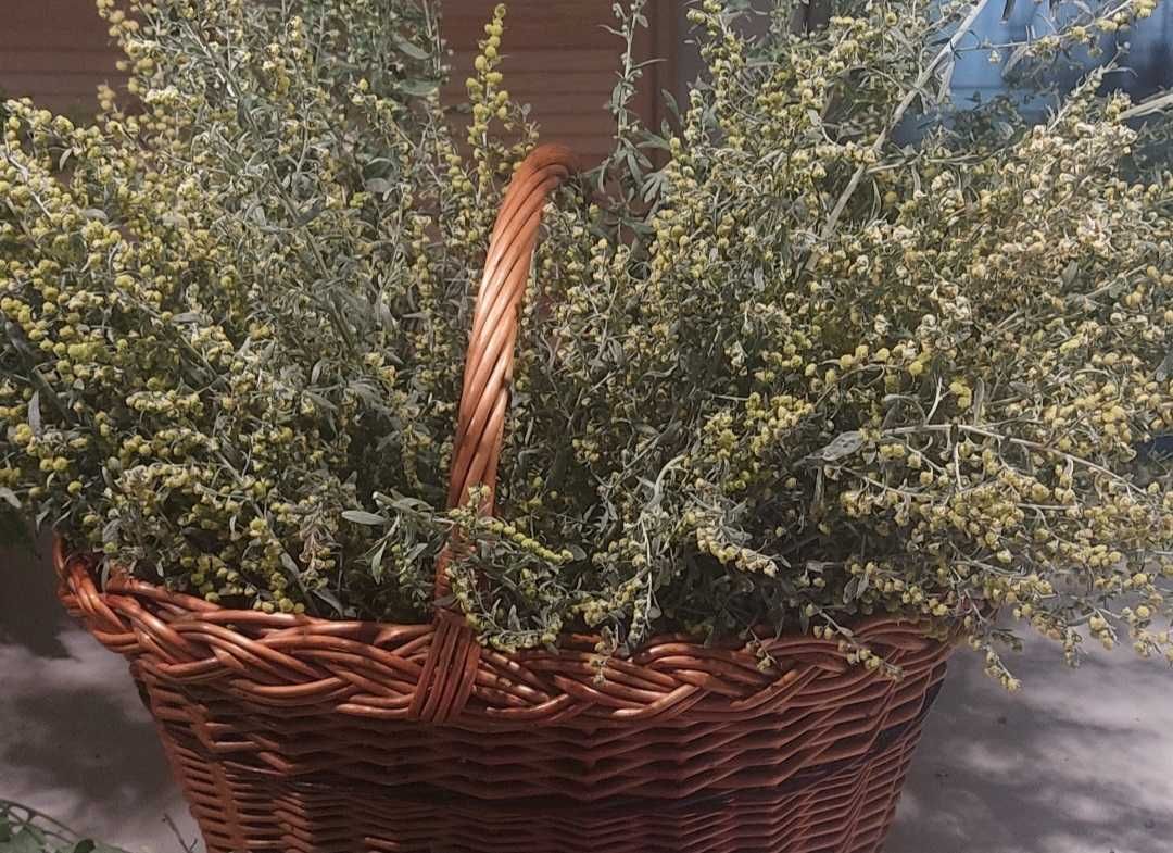 Piołun Susz 20 g BRAK