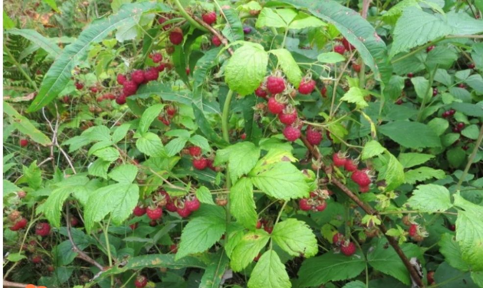Варення з ЛІСОВОЇ малини варенье,джем,повидло