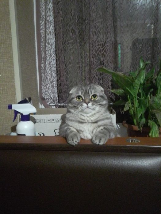 Кот на вязку шотландец вислоухий. Есть потомство от 6 кошечек.